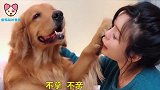 女主想亲金毛一口，金毛死活不愿意，说让女主别对自己动手动脚的