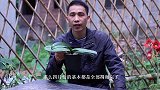 蝴蝶兰什么时候适合换植料？要注意哪些方面？让你一看就会