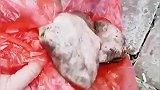 两口子捡到宝了，男人说是大猪蹄子