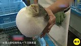 河豚遇到危险会鼓成气球,这时候用针扎一下,会爆炸吗