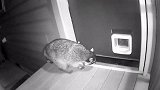 小浣熊想偷溜进门，刚一伸头就被屋里的猫咪轰出来了，好尴尬
