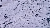 雪豹：为了整口吃的，连命几乎都要搭上了，容易嘛我