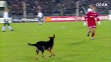 【轻松一刻】球场萌宠捣乱：狗狗自嗨让人无语 小松鼠淡定散步