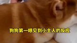 狗第一眼看到小主人的反应
