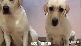 老四咬拖鞋，陷害赛文，老四学坏了，赛文教训自己的孩子，要诚实