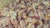 又到了我们村熏腊鸡的时候了，几户邻居一起干