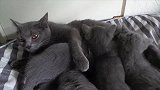 小猫咪在一起吃奶的画面，真是有趣极了，想领养一只呢！