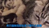 两只猫咪同时生孩子是什么结果，它们母爱泛滥，受苦的是孩子！