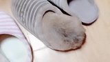 狗子：今晚就睡拖鞋里了，大小刚好合适！