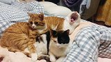 打哈欠也会传染，猫咪们都来了一遍，你不也来一个吗
