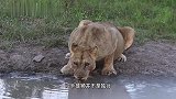 沙卡雄狮：喝水时遭遇“庞然大物”的驱逐，无力还击，狼狈撤退