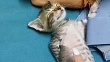 家里有只懒猫