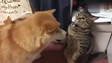 柴犬想去找猫咪玩，结果被打了好几巴掌，太惨了吧！