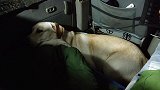 带着狗狗自驾游吉林，看看拉K晚上怎么睡觉这家伙好像没有睡意