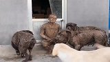 大型犬一只就够了，多了控制不住