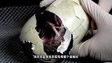 老外将没有蛋壳的鸡蛋放进孵化箱，镜头加快50倍后，奇迹出现了