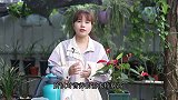 养红掌，用肥不当开花少，五天喂“一碗水”，花苞冒不停
