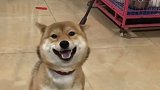 新的一年，笑口常开，平安喜乐，狗狗给大家拜年了！柴犬