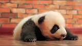 超级无敌治愈的熊猫宝宝小奶音，萌化了我的心