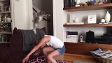 捕捉一只小萌猫，敢与小姑娘相爱相杀，闹成一团！
