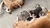 好家伙啊这属于是品种互换了