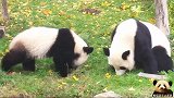 调皮的熊猫圆梦把妈妈当靠垫，小家伙还挺会享受