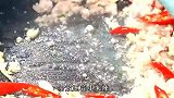 蚝油豆腐家常做法，豆腐滑嫩入味，拌饭特别香