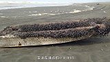 海滩发现一根烂木头，游客全被吓得跑没影了，结果却让渔民发财了