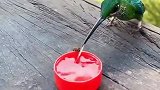 这鸟喝水真快，真是长见识了！