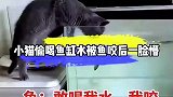 小猫偷喝鱼缸水反被鱼咬，一脸懵它敢咬我