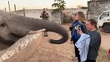 禁止拍照！见游客举起手机 大象当场暴怒狠抽女孩一鼻子
