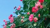 芙蓉花开得真艳