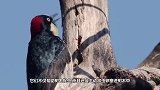 啄木鸟根本不是什么好鸟，原来我们都被骗了好多年