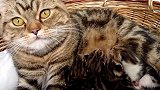 篮子里的小奶猫们，这猫妈妈什么眼神啊好骇人啊！