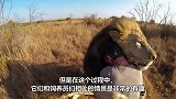 狮子死活不肯梳毛，男人上来就给它一巴掌，雄狮的反击让人傻眼