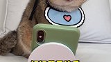 妇女节快乐所以你想跟哪只猫咪过节