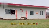 狗狗牛牛帮主人取水被金毛王子打小报告,牛哥踹门还是那么霸气！