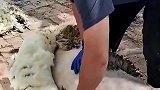 天气炎热，牧民为绵羊剃毛降温