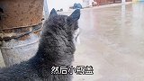 傻二哈第一次看下雨，竟然还跑出去淋雨这狗我不要了谁要