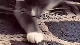 猫咪啥玩意这么黏人