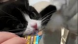 关于护食这件事，奶牛猫很有发言权