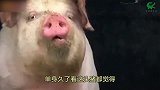 爆笑：儿子学校举办的活动，我从没有缺席过！