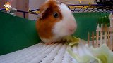 这才是萌宠界的网红！豚鼠也来搞吃播了，镜头拍下全过程
