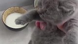 猫：牛奶喝不完了，剩下的牛奶给你喝吧！