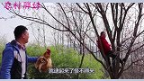 胖妹上树，大洋用肉引诱，胖妹撒娇让老公抱自己，大洋直言你太胖