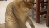 当主人给猫舔爪子配音，小猫咪还会试探一下