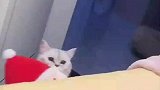 猫咪非要把玩偶邀请到床上玩，主人拒绝一下丢老远