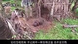 为什么说猪为什么是蛇的天敌？看完才明白：大自然太神奇