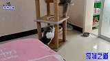 天气太热，胖公猫带着小猫蹭空调，主人怎么骗都不肯挪位，太精了