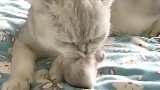 猫咪团子太宠爱仓鼠，老三看不下去了我妈宠你，我偏要吃了你